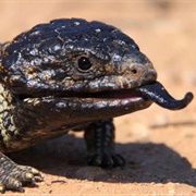 Shingleback