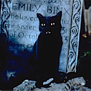 Binx (Hocus Pocus)