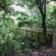White Pine Bush Reserve, Napier