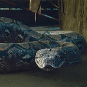 Nagini