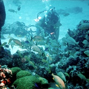 Cozumel Palancar Reef