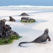 Explore the Galápagos Islands, Ecuador