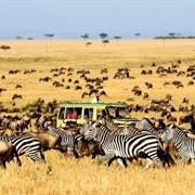 Serengeti National Park, Tanzania