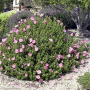 Rock Rose