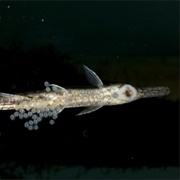 Twig Catfish