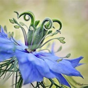 Love in the Mist Flower