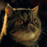 Calico (Cats and Dogs)