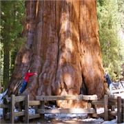 Largest Tree by Volume General Sherman
