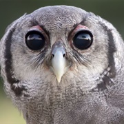 Verreaux's Eagle Owl