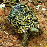 Centre De Protection Des Tortues De Senegal