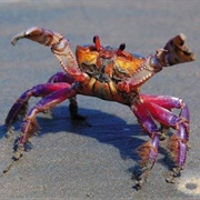 Watch Crabs on the Beach
