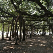 Great Banyan Tree, Botanical Gardens, Howrah