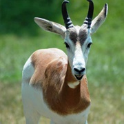 Addra Gazelle