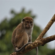 Long Tailed Macaque