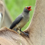 Red Billed Ox-Pecker
