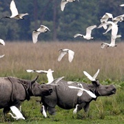 Kaziranga National Park, India