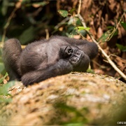 Nouabale-Ndoki National Park