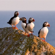 The Puffins in Lovund