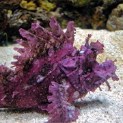 Weedy Scorpionfish