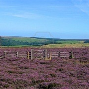 Walk Across the Moors
