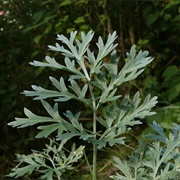 Wormwood