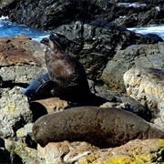 Sinclair Heads Seal Colony Walk, Wellington