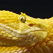 Eyelash Tree Viper