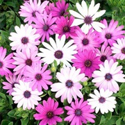 African Daisy