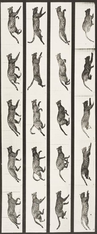 Cat Trotting, Changing to a Gallop (1887)