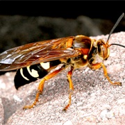 Eastern Cicada Killer