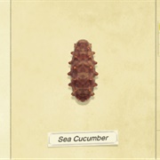 Sea Cucumber