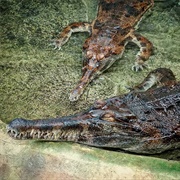 Tomistoma