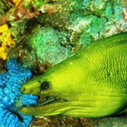 Green Moray Eel