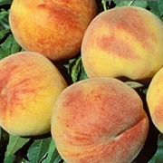 Bonanza Peach