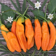 Aji Amarillo Pepper