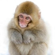 Japanese Macaque
