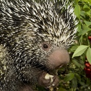 Prehensile-Tailed Porcupine