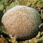 Toxopneustes Pileous