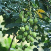 Wild Mango (Spondias Pinnata)