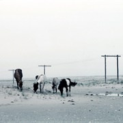 Assateague Island State Park