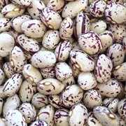 Tongue of Fire / Horto