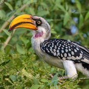 Eatern Yellow-Billed Hornbill
