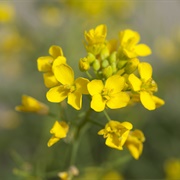 Wild Mustard