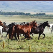 Deerwood Wild Horse Sanctuary