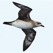 Kermadec Petrel