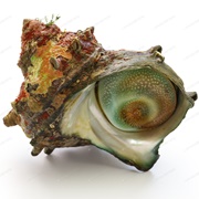 Turban Shell