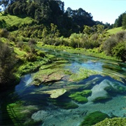 Putāruru, New Zealand