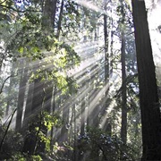 High Noon, John Muir Woods,  CA