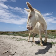 Parco Nazionale Dell'asinara