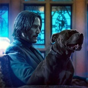 Pitbull (John Wick)
